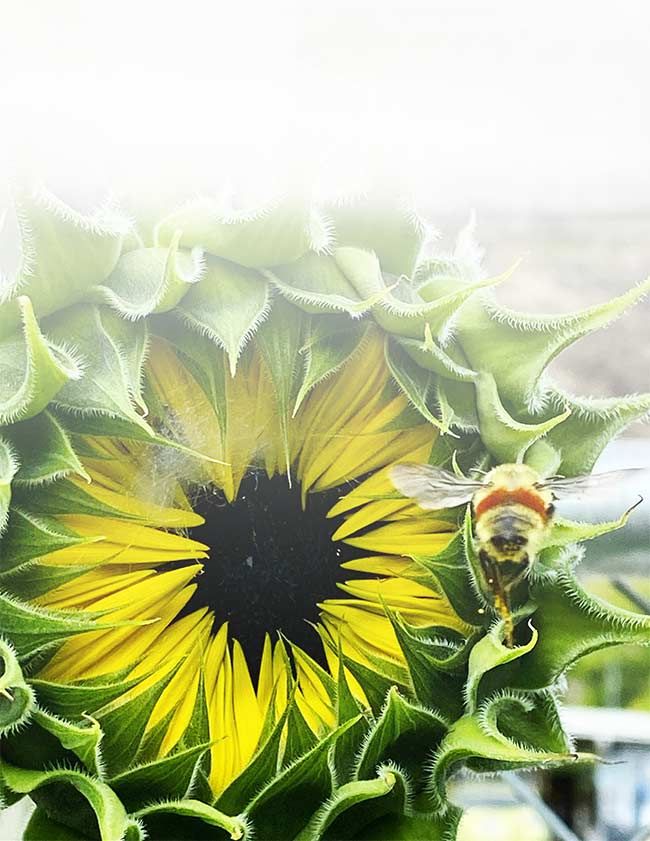 Photo-3: Close up of a bee on a sunflower