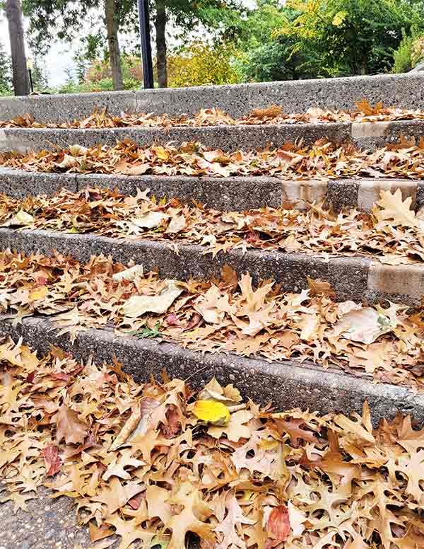 Photo 9: Crunchy fall leaves on concrete steps