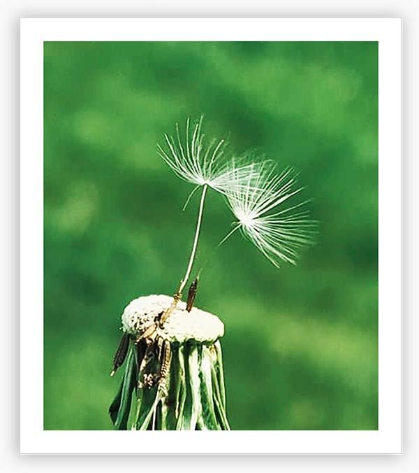 Photo 23: a dandelion gone to seed