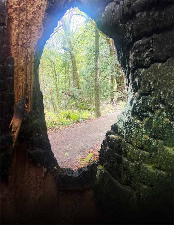 Photo 14: Inside view of a blasted tree trunk, looking out into the forest